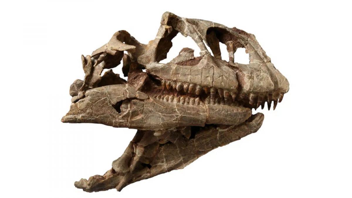 craniul enorm al unui dinozaur dintr o specie necunoscuta de acum 200 de milioane de ani descoperit in china craniul enorm al unui dinozaur dintr o specie necunoscuta de acum 200 de milioane de ani descoperit in china