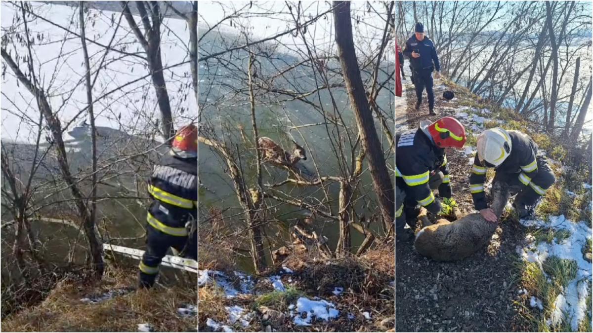 l am salvat pe bambi un pui de caprioara a fost salvat de pompierii militari dupa ce a cazut in apa inghetata a raului soimuz