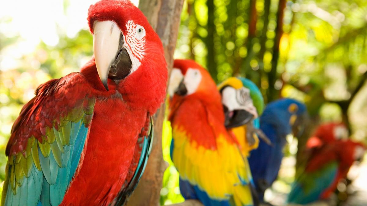 sindromul misterios care a afectat mii de papagali si lilieci nu mai pot zbura inghiti sau respira