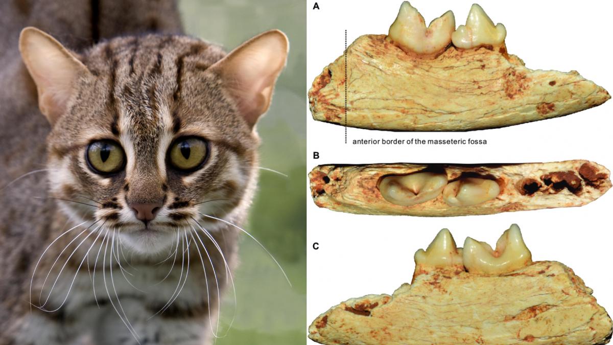 descoperire arheologica unica a fost gasita cea mai mica pisica din lume cat o palma care a trait acum 300 000 de ani
