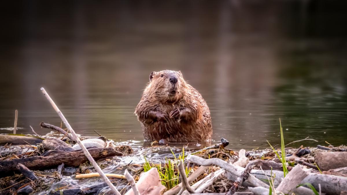 o familie de castori a bagat spaima in oradea animalele au ros 20 de copaci de pe insula decebal