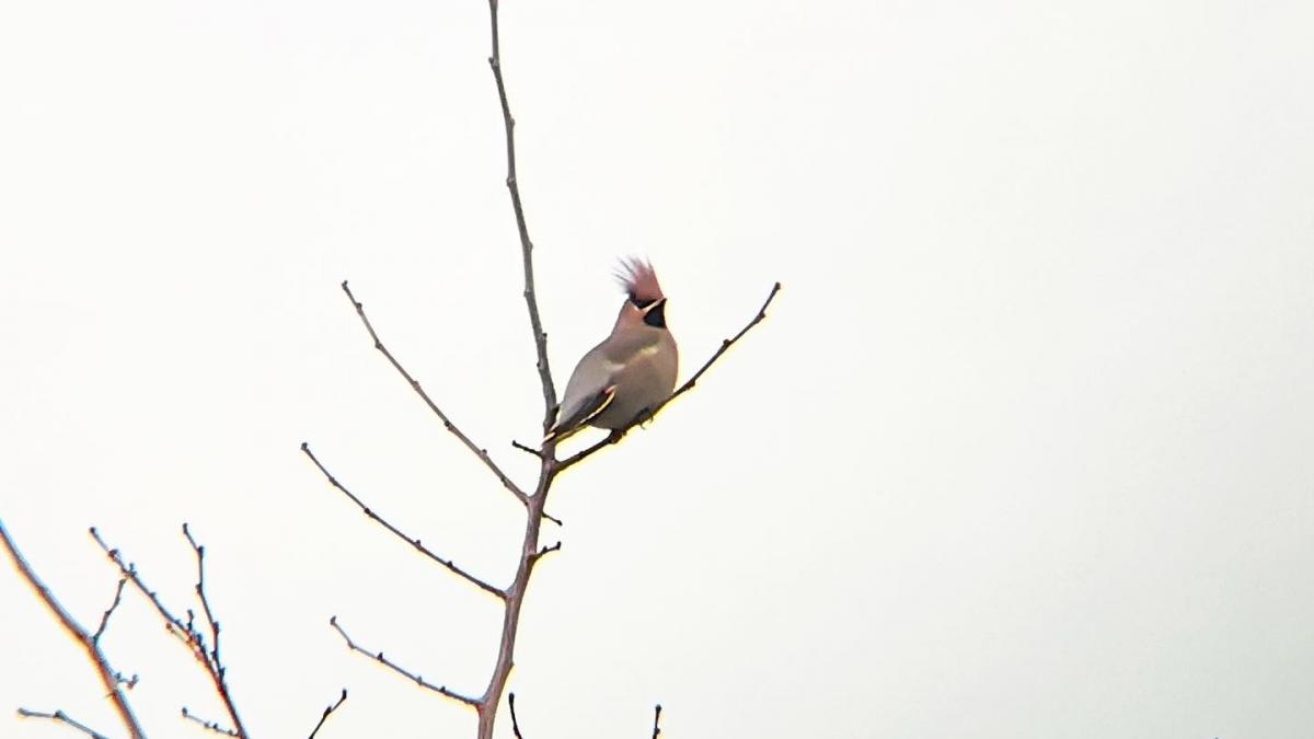specii rare de pasari observate in parcul natural vacaresti