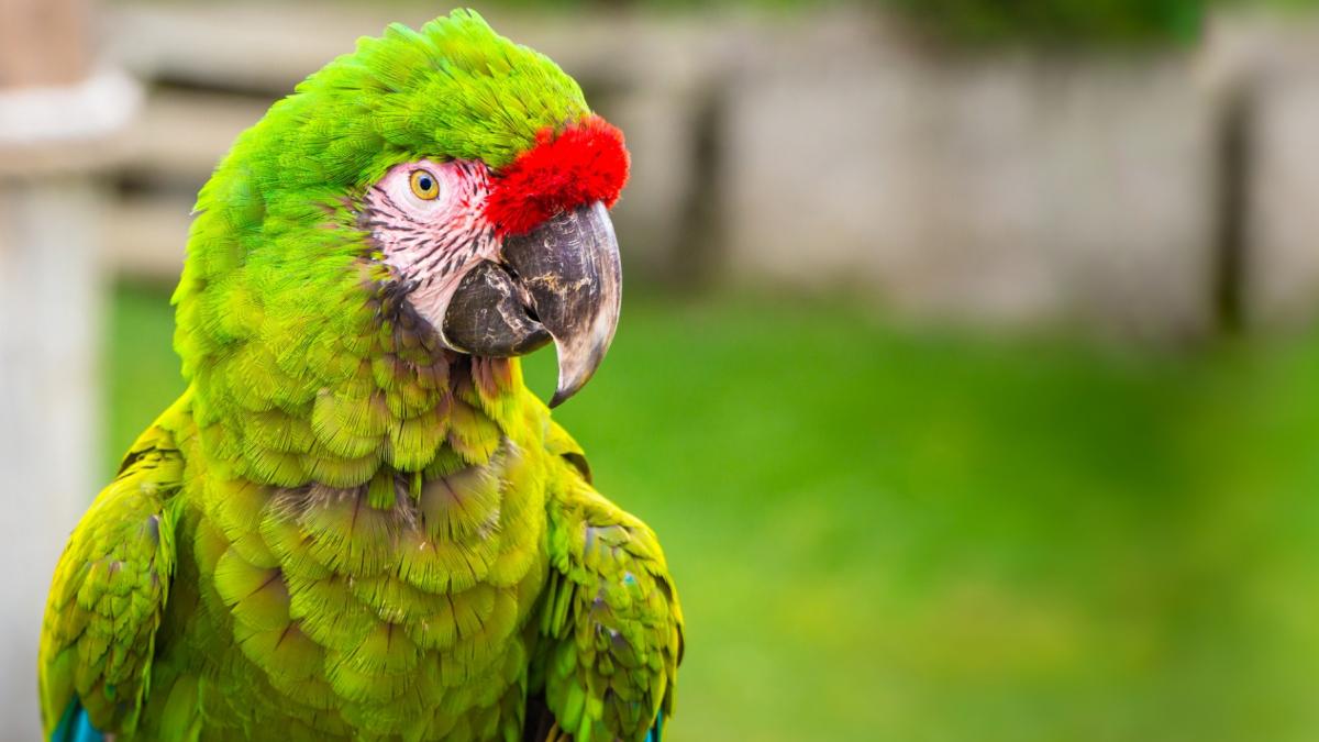 gradina zoologica din romania care ocupa locul 2 in europa la o specie de papagali