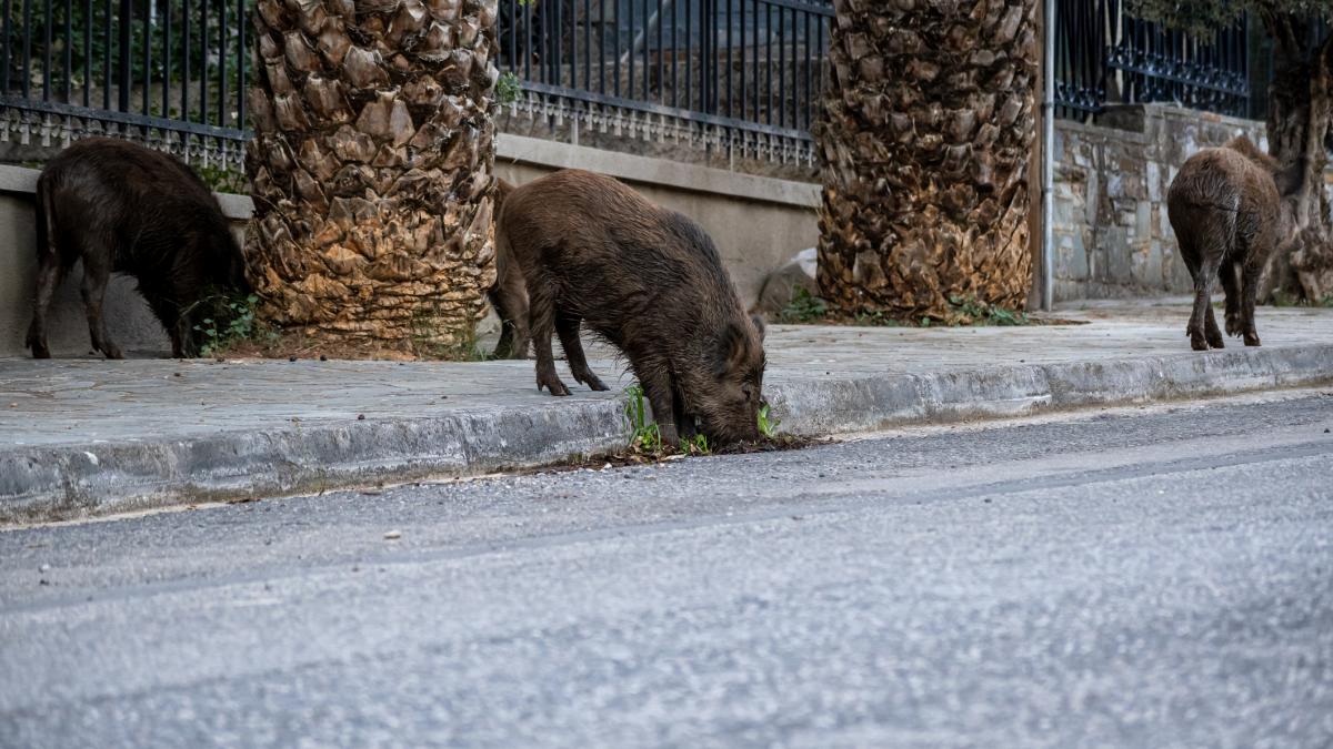 imagini incredibile din roma unde turme de porci mistreti au invadat strazile de frica oamenii nu mai vor sa iasa din case