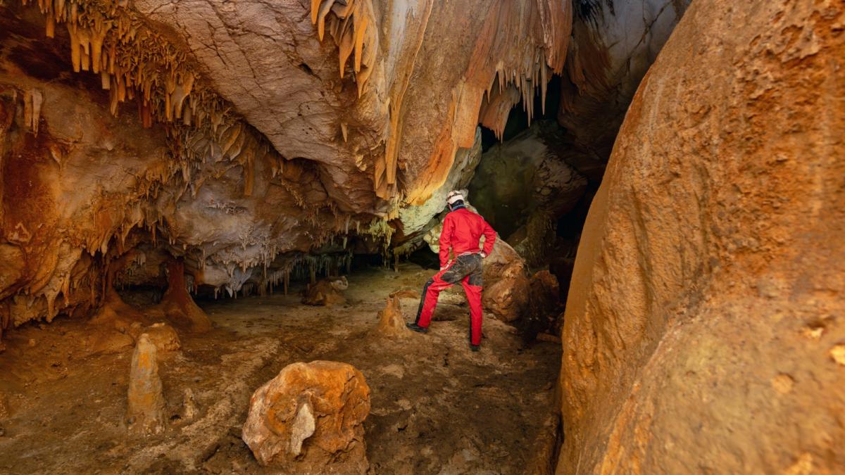 o noua specie de planta cu beneficii medicinale a fost descoperita intr o pestera din china