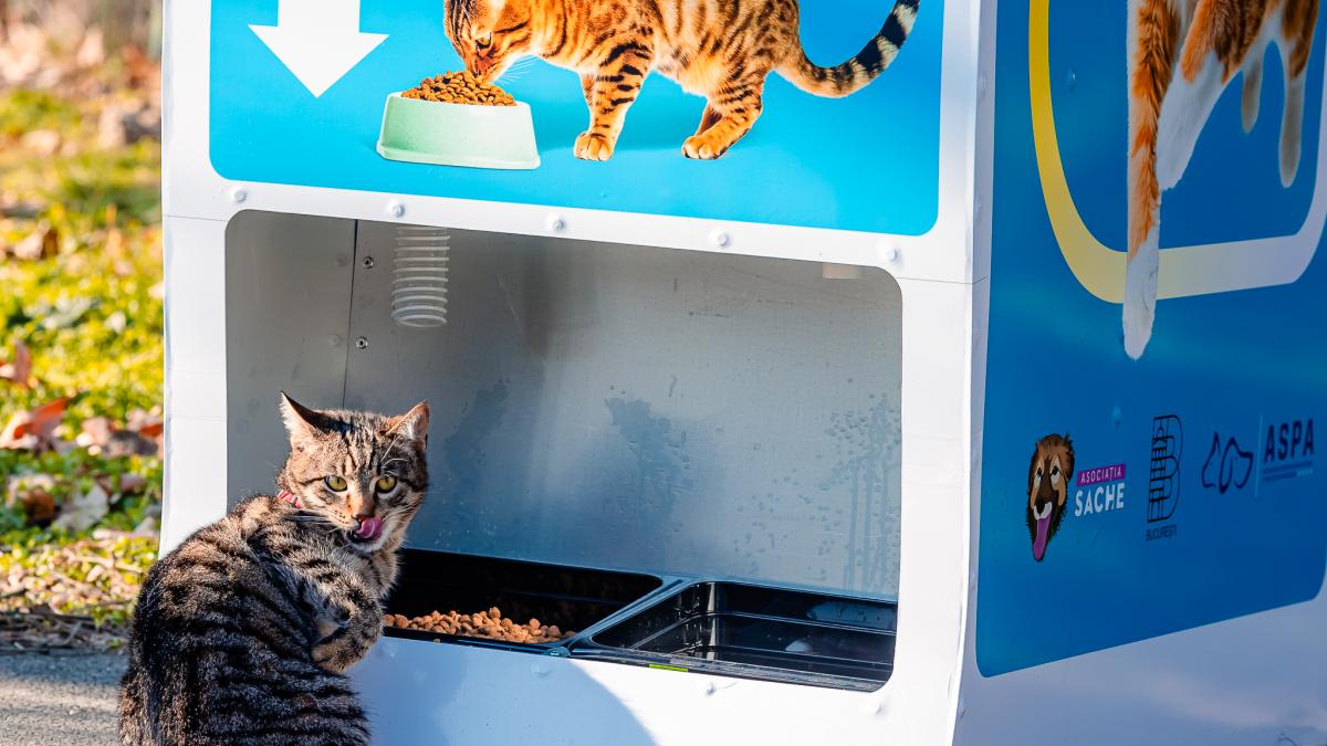 pisicile fara stapan din bucuresti hranite cu dispozitive inteligente actionate cu pet uri unde au fost amplasate aparatele