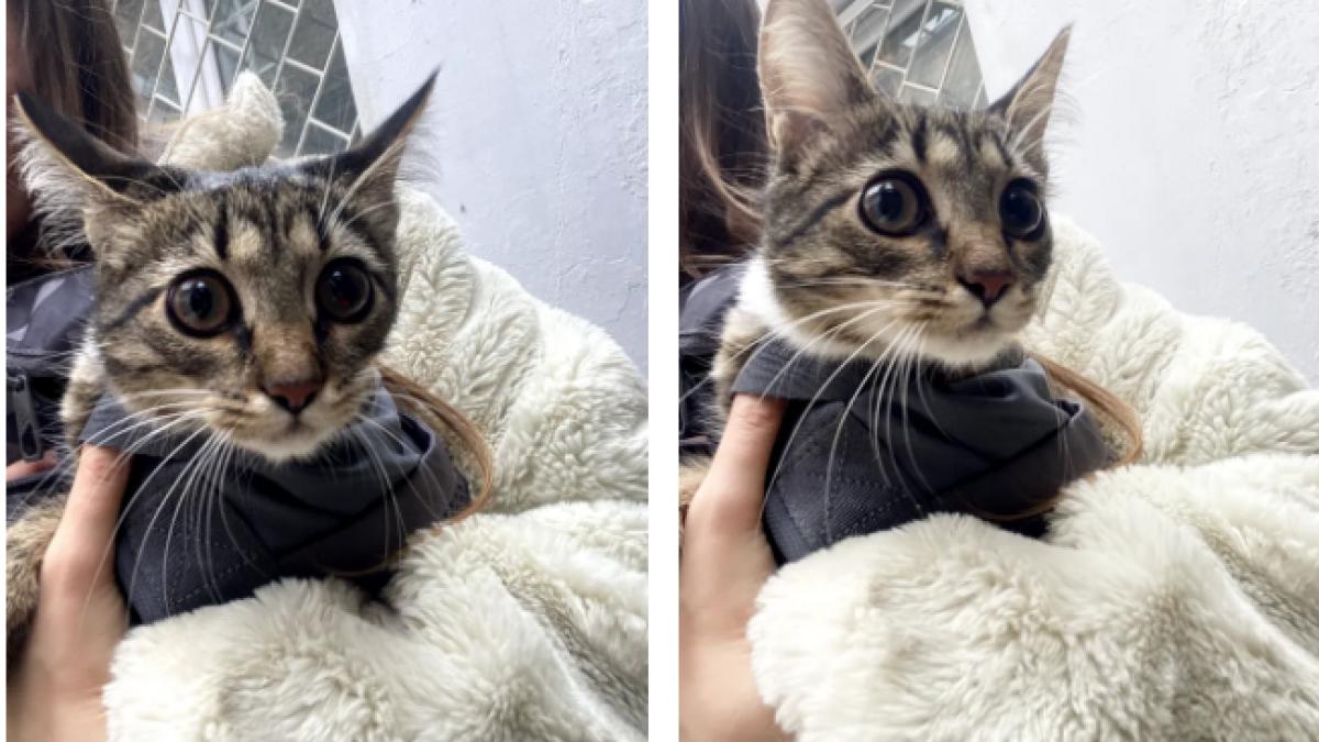 povestea pisicutei musya care s a nascut intr o inchisoare de temut din moscova si a ajuns sa fie eliberata si apoi adoptata