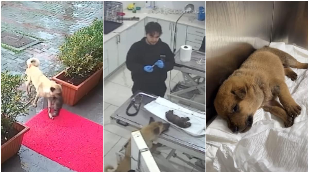 povestea care a impresionat turcia imagini virale cu o catelusa care si a dus puiul inghetat la o clinica veterinara ca sa il salveze