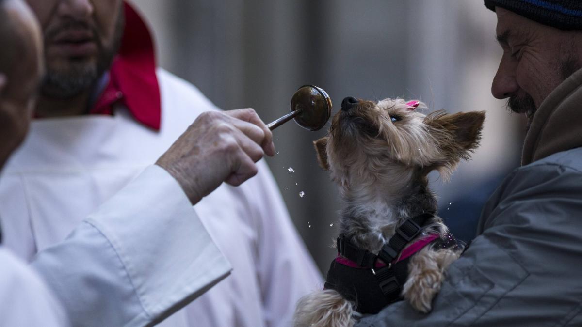zeci de caini pisici papagali si o gaina au fost binecuvantati de un preot catolic e o traditie fantastica