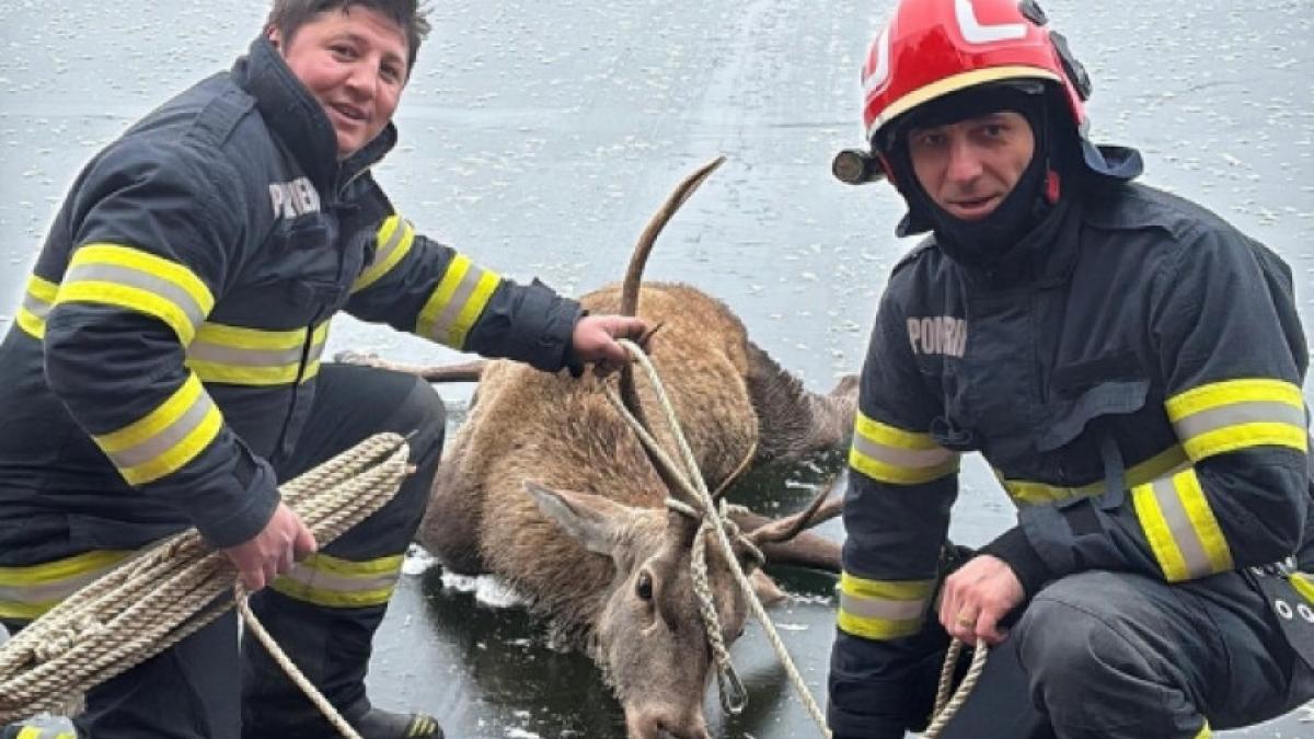 un cerb blocat pe un lac inghetat din brasov a fost salvat de pompieri