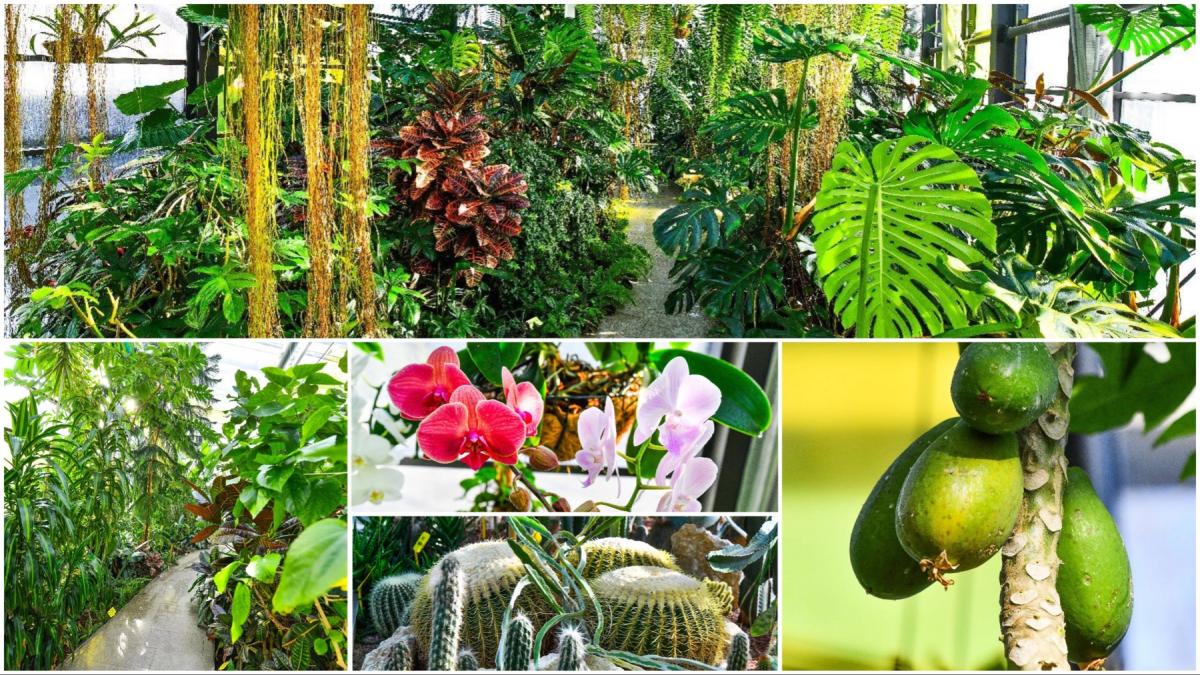 cum arata serele cu flori exotice din bucuresti unde este vara si in toiul iernii mii de plante din 300 de specii se viziteaza gratuit
