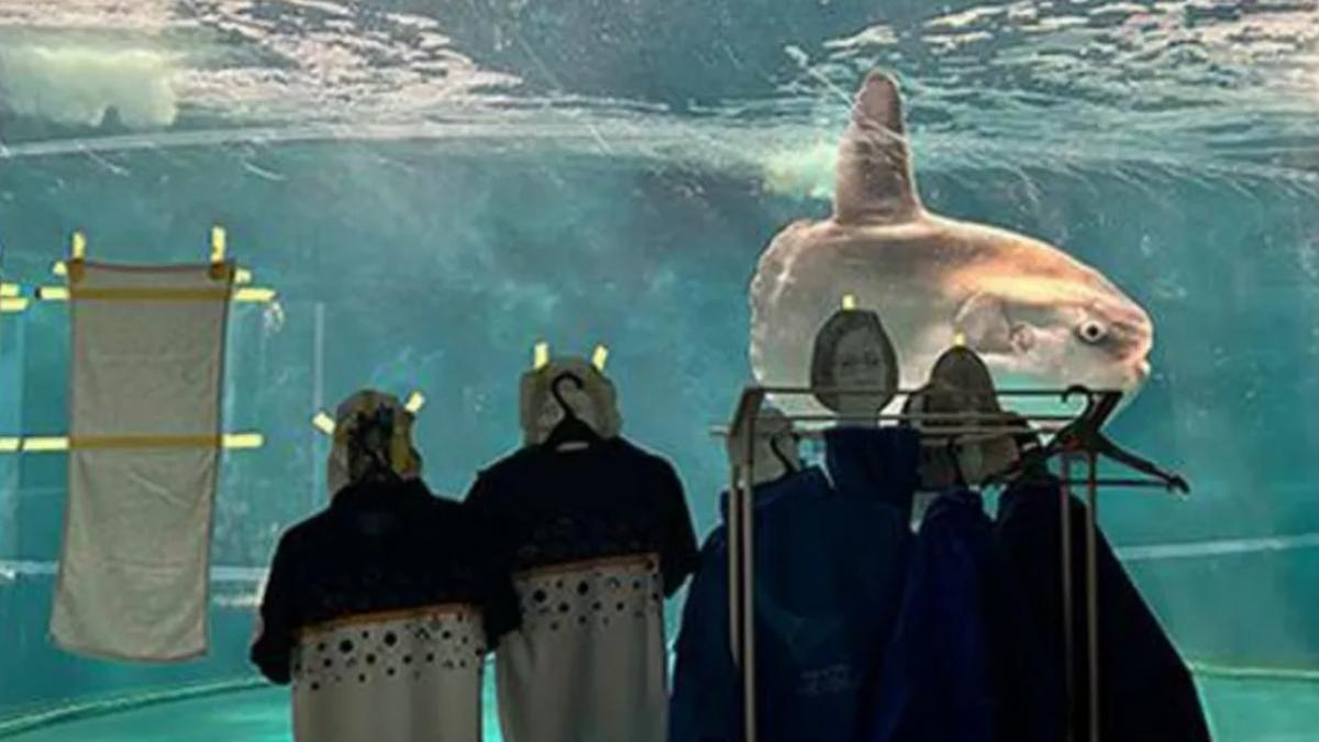 un peste sufera de singuratate intr un acvariu din japonia angajatii au lipit fotografii cu chipuri umane pe sticla