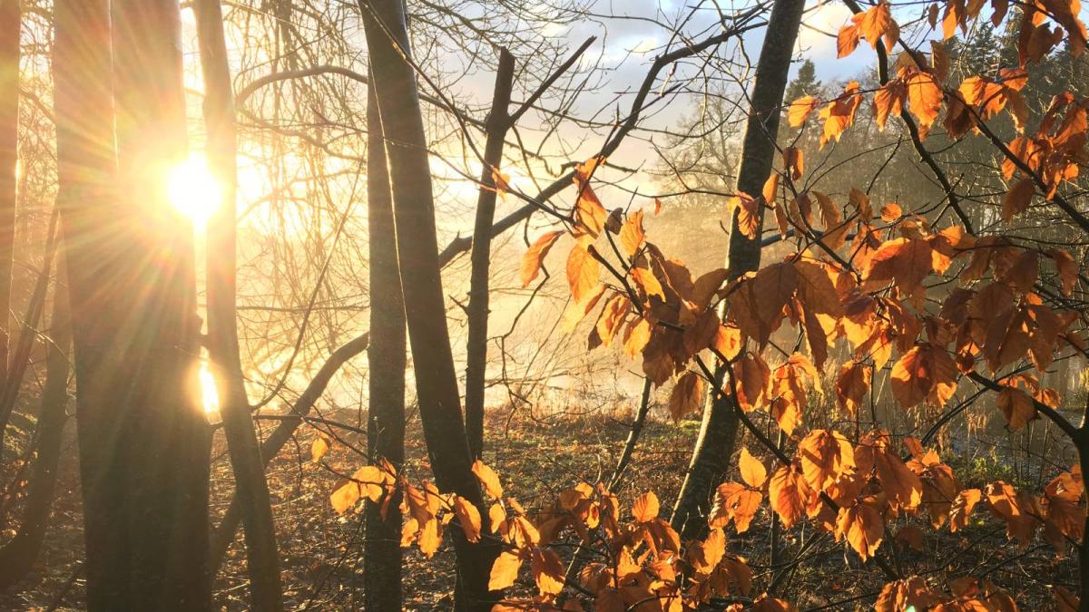 vreme de primavara la finalul lunii ianuarie temperaturile vor ajunge si la 13 grade prognoza meteo pentru urmatoarele 2 saptamani