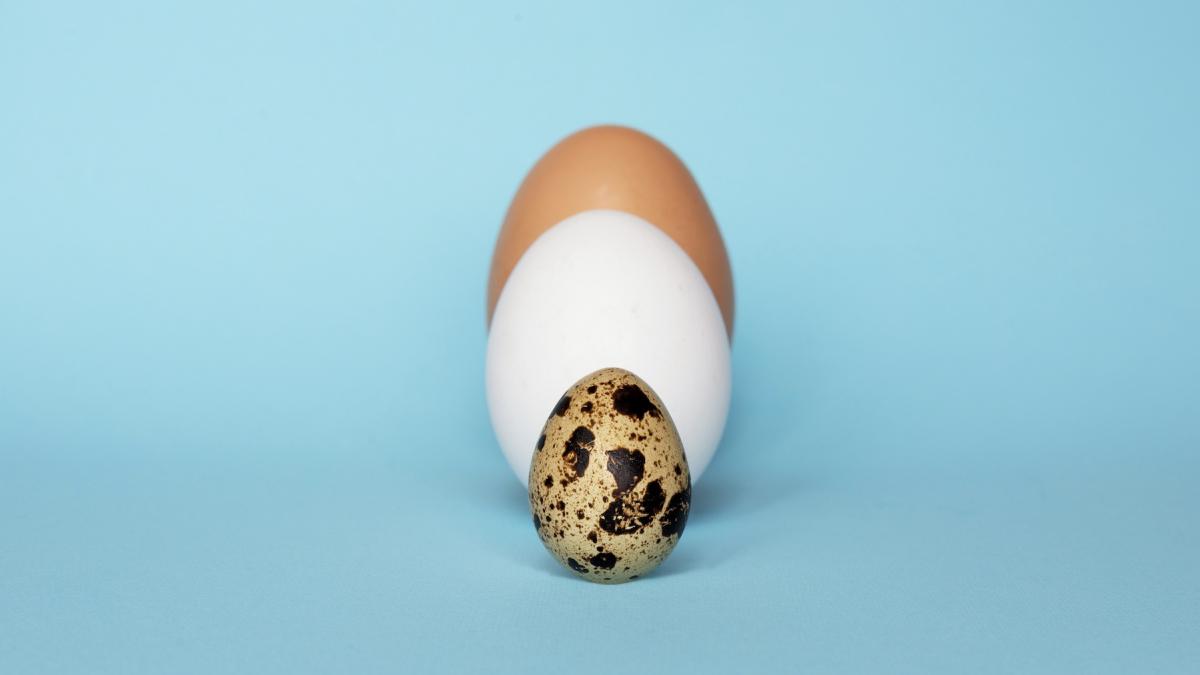care sunt cele mai sanatoase oua diferenta dintre ouale de gaina prepelita rata si gasca