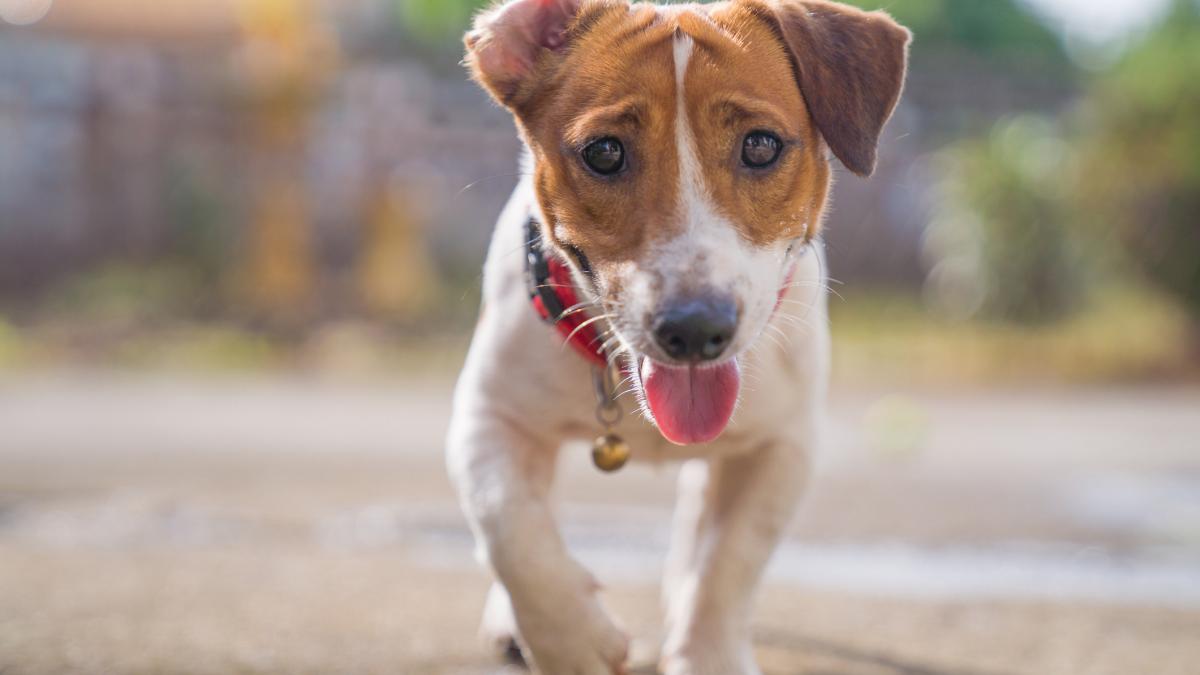 razii in ilfov pentru identificarea cainilor nesterilizati si nemicrocipati ce amenzi pot primi stapanii care nu respecta regulile