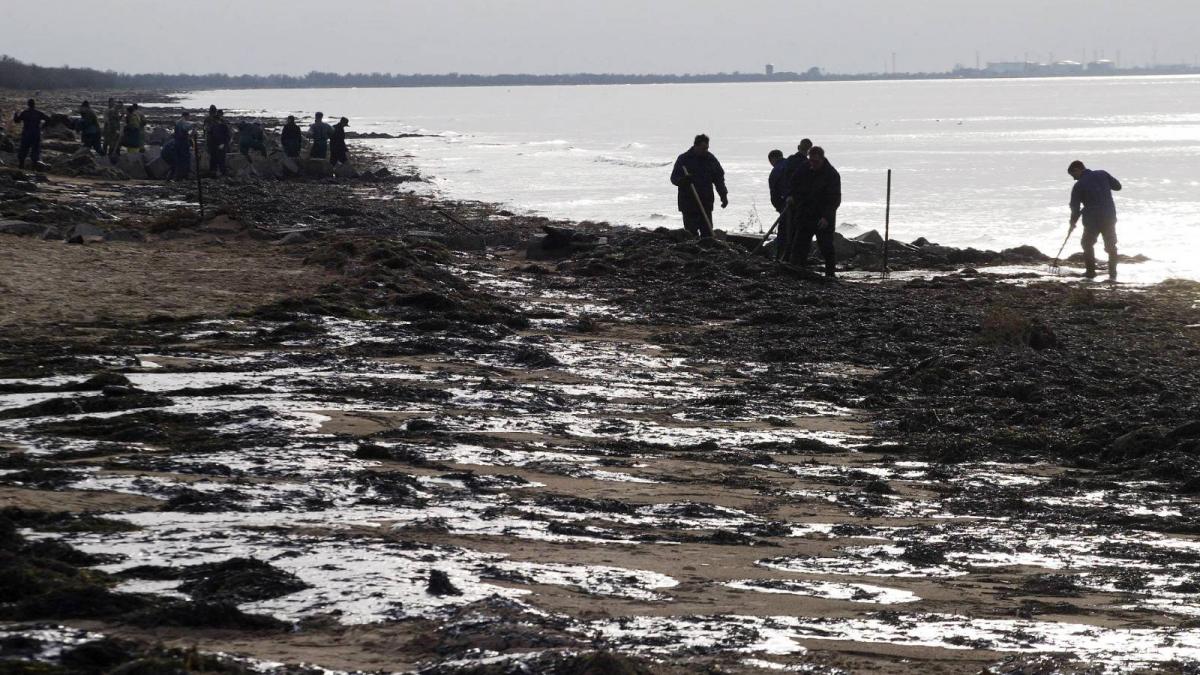 mii de pasari moarte sute de delfini esuati dupa accidentul petrolierelor rusesti pacura se scufunda se iau probe din marea neagra