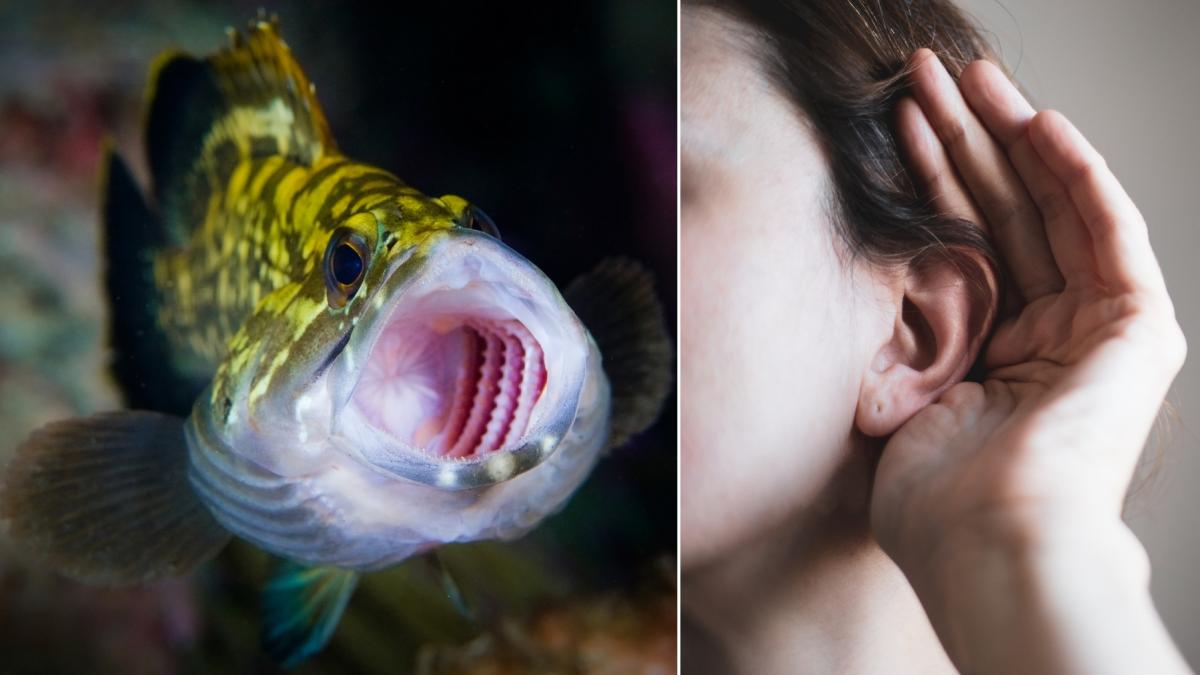 cercetatorii au descoperit ca urechile noastre exterioare au evoluat din branhiile pestilor antici