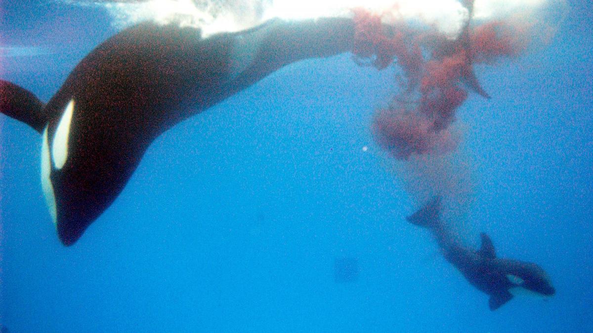 uimitor si ingrozitor cum au reusit doua orci cu o slabiciune pentru ficat sa decimeze cea mai mare populatie de rechini albi