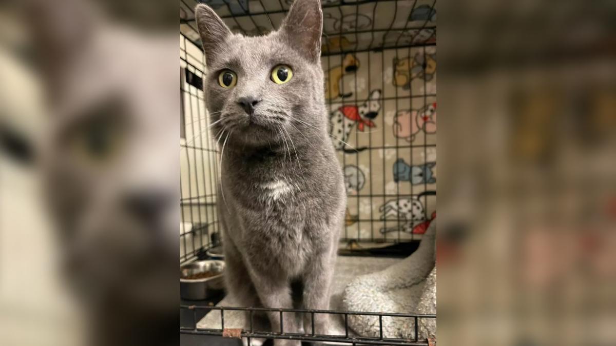 misterul pisicii calatoare care a fost gasita in sua cu un microcip din marea britanie la peste 6 400 km de casa