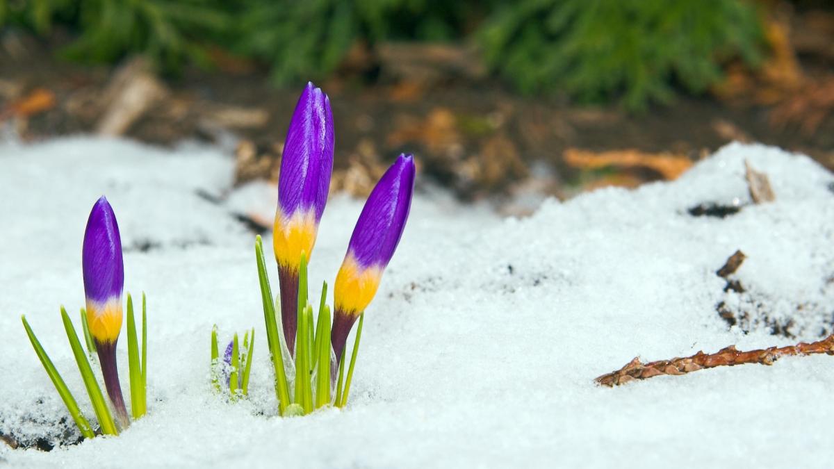 floare răsărită din zapada