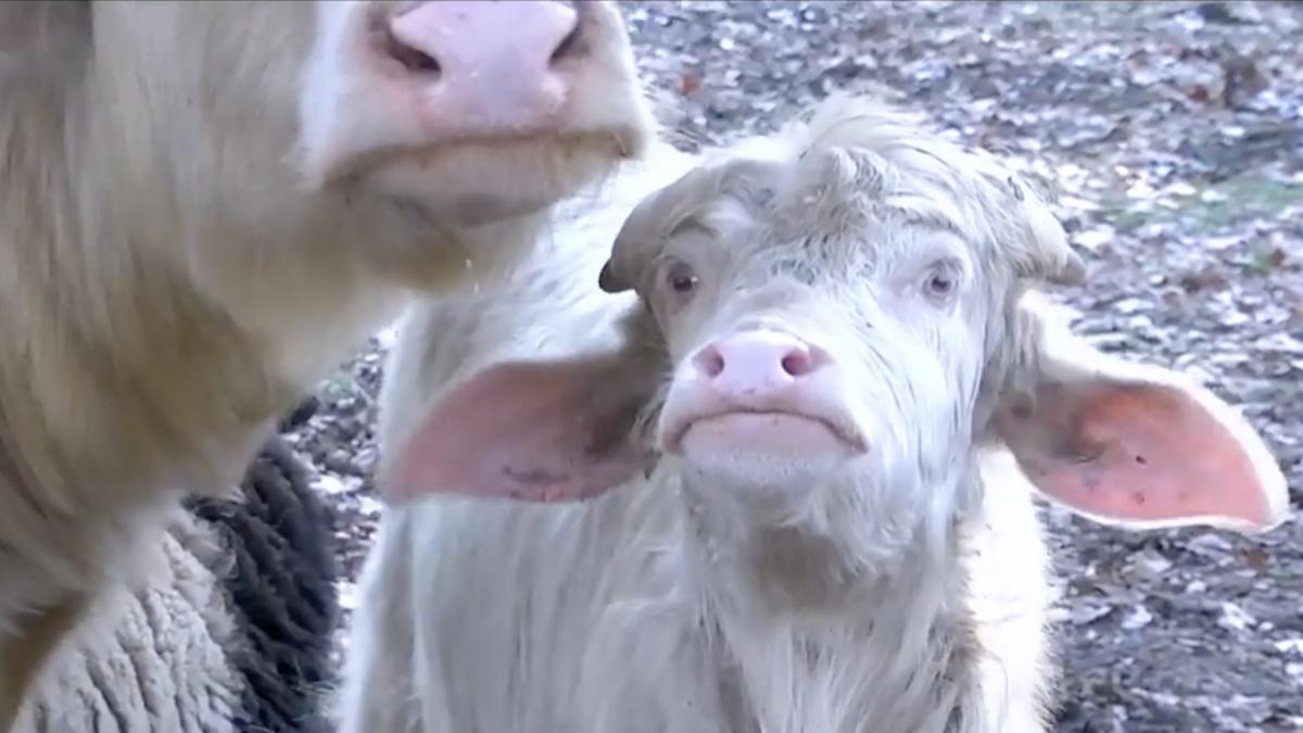 povestea celor doi bivoli albi de la palatul brukenthal din avrig ajunsi vedete de ce vin turistii sa se pozeze cu misu