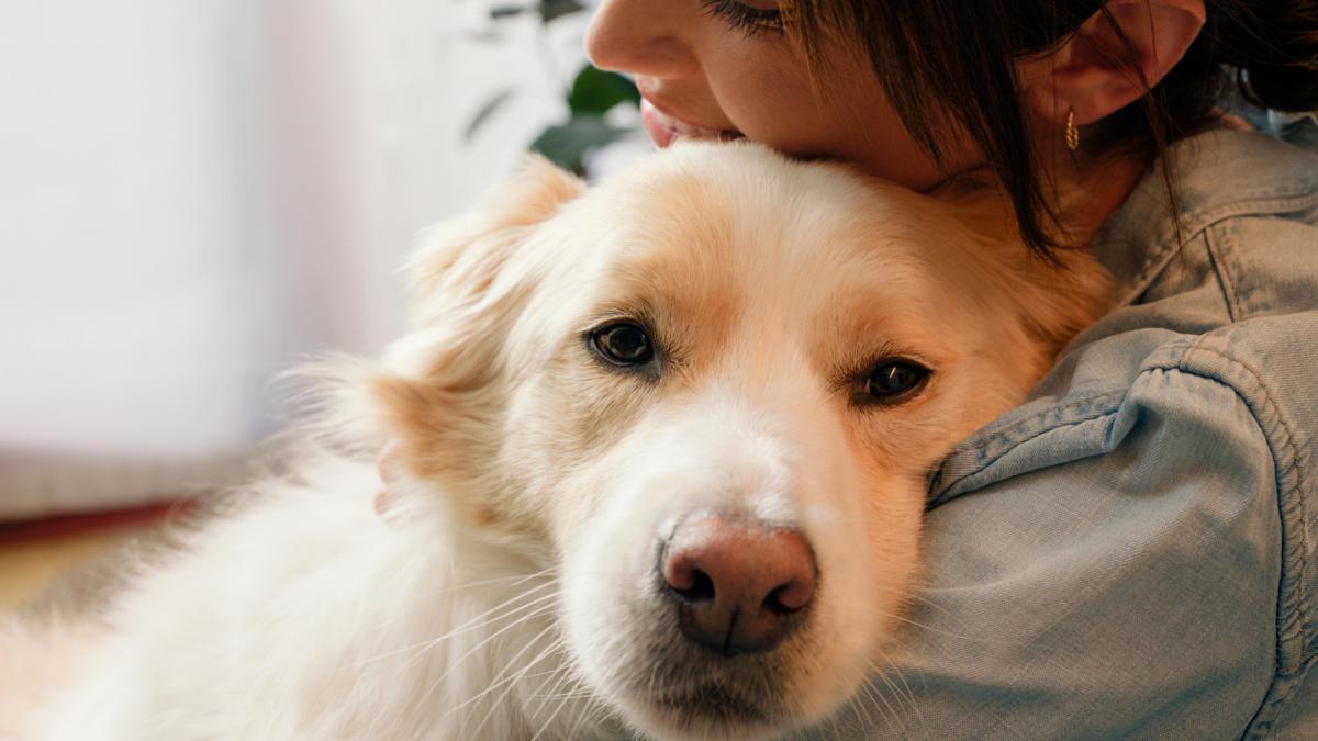 metropola unde angajatii ar putea primi concediu medical pentru ingrijirea animalelor de companie daca acestea se imbolnavesc