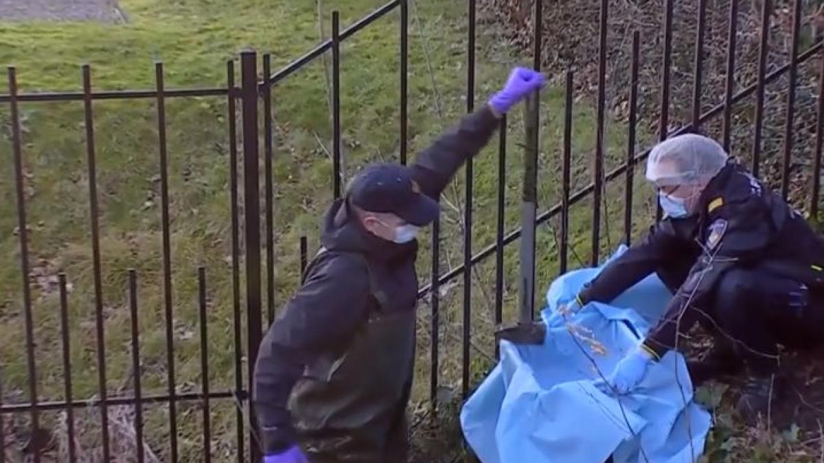 a fost gasit barosul cu care hotii tezaurului dacic au dat spargerea la muzeul drents criminalistii au intrat in mlastina dupa el