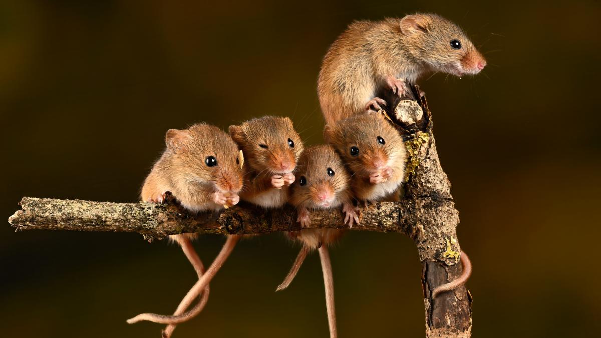 oamenii de stiinta chinezi au creat pui de soarece cu doi tati