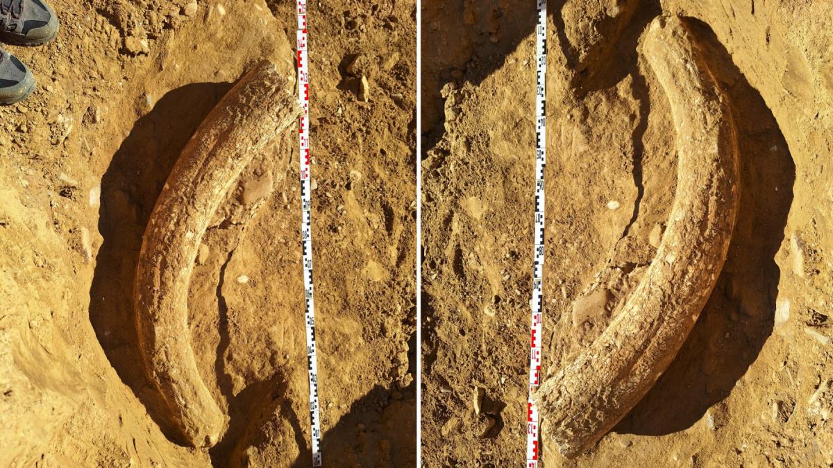 descoperire arheologica unica in buzau a fost gasit un dinte de 1 2 metri al unui mamut lanos contemporan cu primii oameni moderni