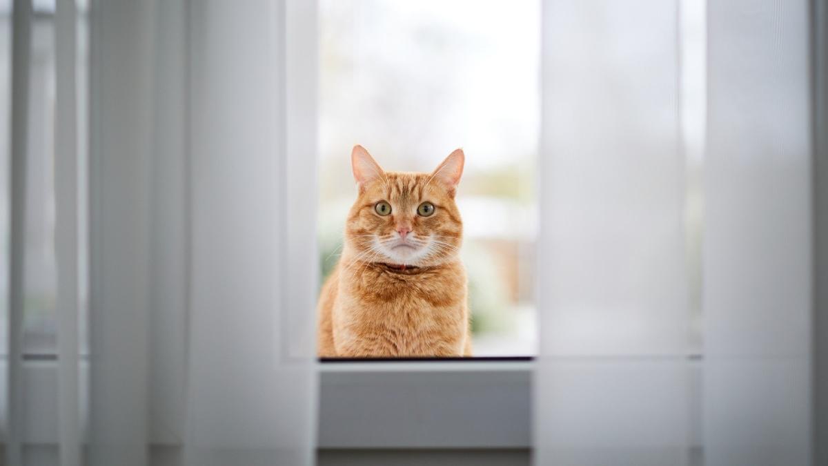 un roman si a dat foc la apartamentul din roma dupa ce s a enervat ca sotia a lasat geamul deschis iar pisica a disparut