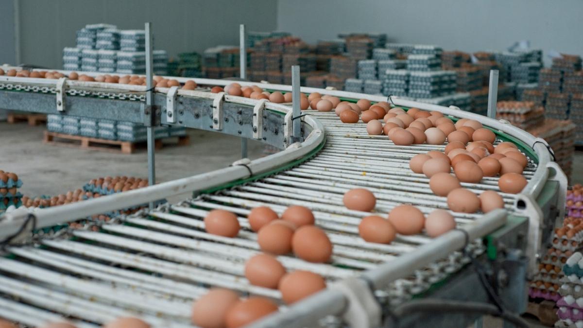 povestea de succes a fermierilor care au dezvoltat singura ferma care produce oua bio din regiunea moldovei sunt de calitate