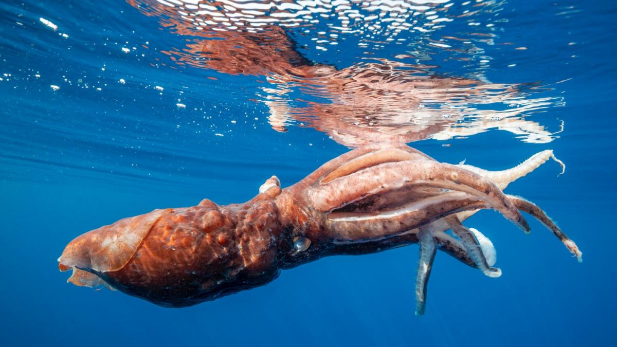 povestea calamarului urias descoperit accidental in oceanul antarctic care i a uimit pe cercetatori cu noi date despre abisul marin povestea calamarului urias descoperit accidental in oceanul antarctic care i a uimit pe cercetatori cu noi date despre abisul marin
