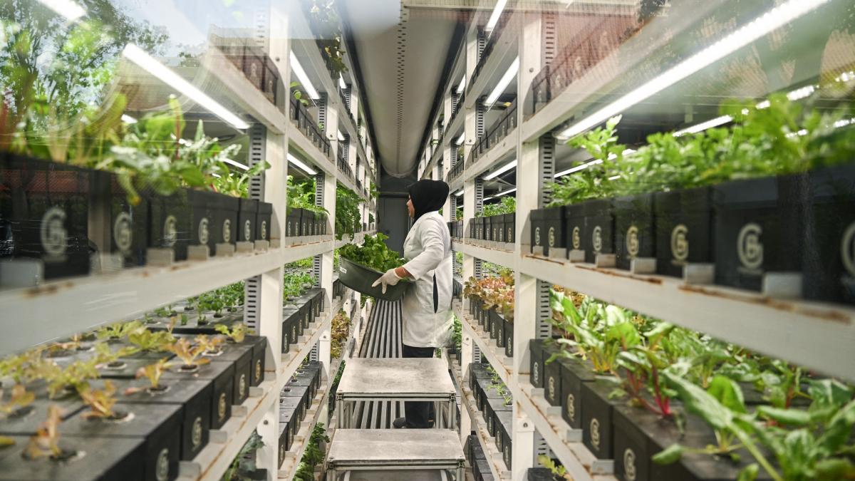 cum vrea singapore sa si securizeze viitorul alimentar in lipsa terenurilor agricole tara mizeaza pe agricultura verticala