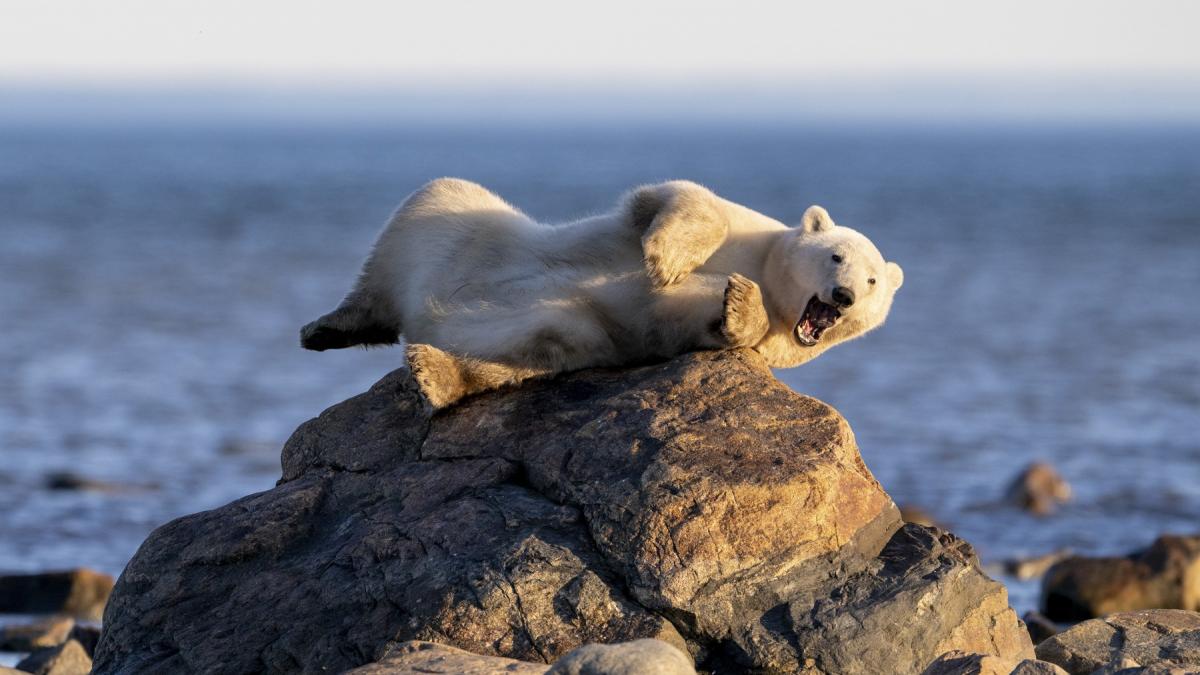imagini virale cu un urs polar care a pozat ca un model profesionist