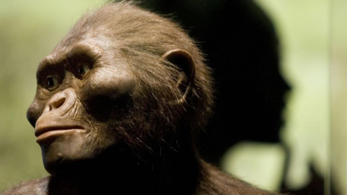 lucy ajunge pentru prima oara in europa la 50 de ani dupa ce a fost descoperita unde va fi expusa bunica umanitatii