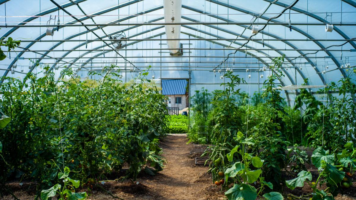 prima butelie in sera cum vrea sa i ajute ministrul agriculturii pe fermieri sa cultive legume tot anul