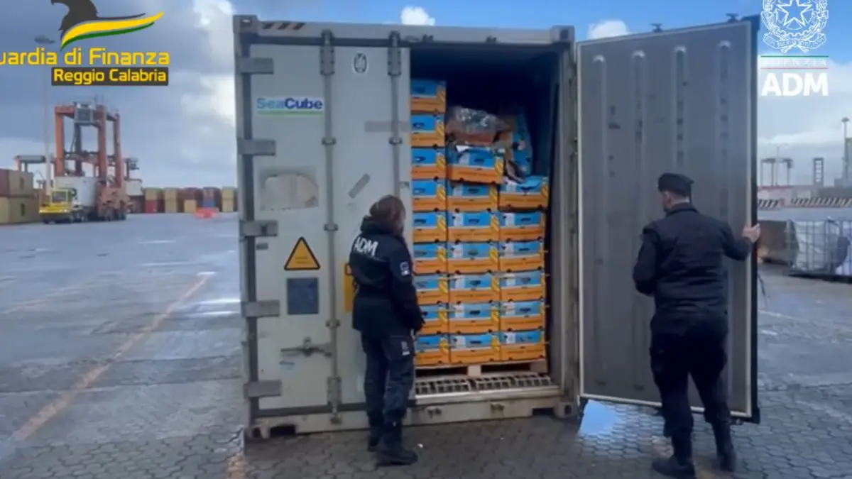 video imagini incredibile cu 30 de kilograme de cocaina ascunse printre banane in italia unde urmau sa ajunga drogurile