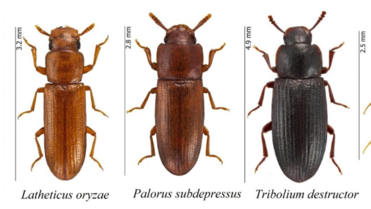 globalizarea aduce noi specii in romania au fost descoperite cinci coleoptere neidentificate pana acum