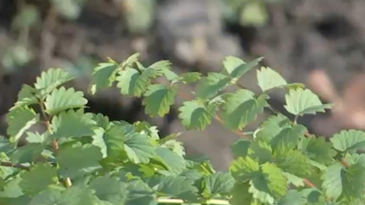 ce este poterium noua planta aparuta in romania care are gust de castravete iute