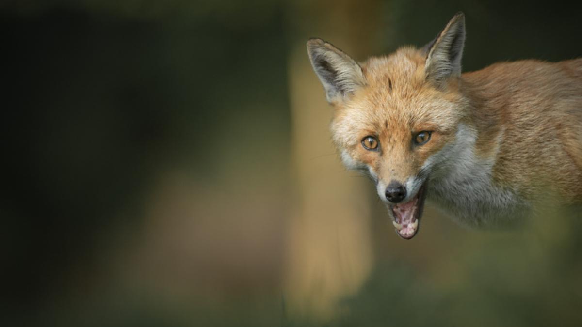 bucuresteni muscati de vulpi si sobolani primele masuri pe care sa le luati daca vi se intampla asa ceva