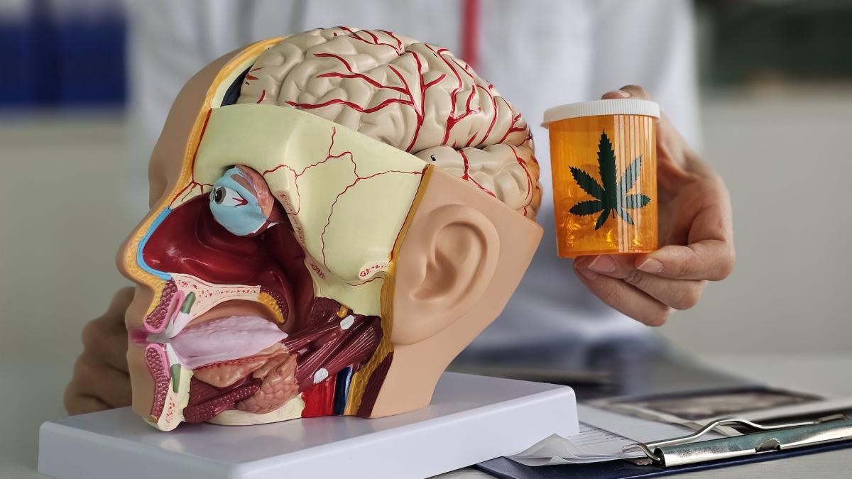 cel mai amplu studiu asupra cannabisului si a functiei creierului a dezvaluit o legatura ingrijoratoare
