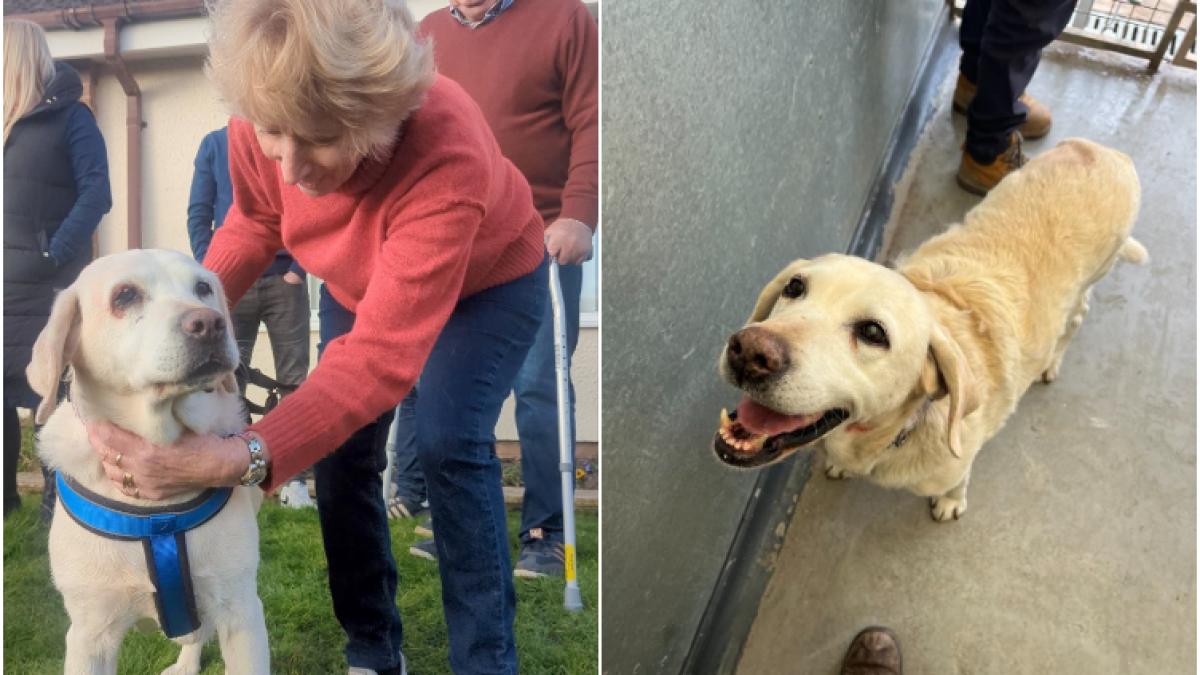 un cuplu si a primit inapoi labradorul furat in urma cu sapte ani imagini emotionante de la reintalnirea emotionanta cu daisy