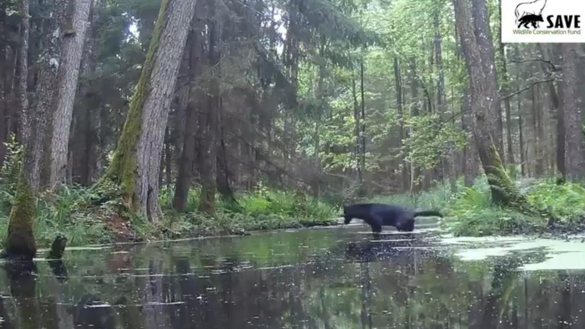 aparitie extrem de rara intr o padure din polonia doi lupi negri au fost filmati traversand un parau