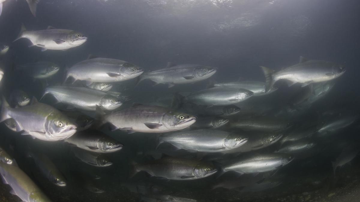 se ofera recompensa pescarilor care pot sa prinda 27000 de somoni evadati de la o ferma din norvegia