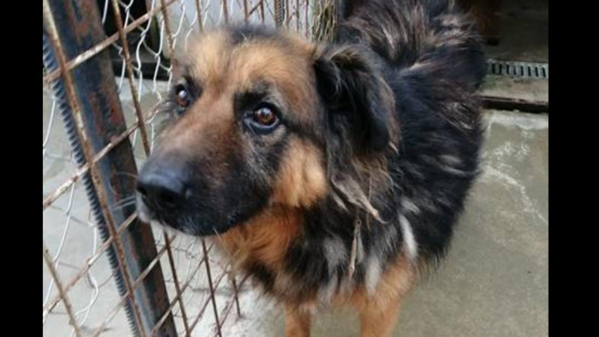 un caine politist caruia i a murit stapanul isi cauta o noua familie jack poate fi gasit la cluj