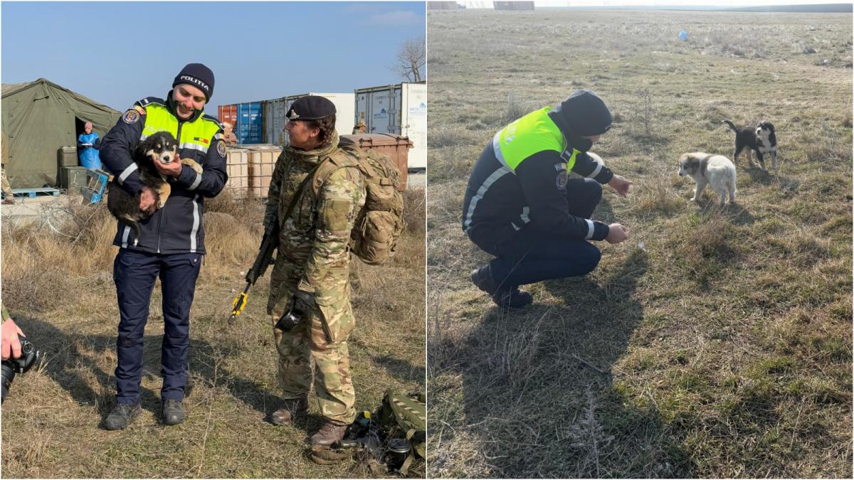 catelusi soldati britanici smardan galati