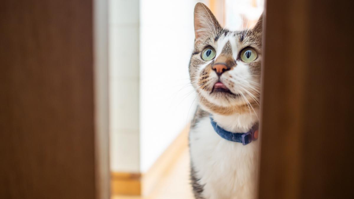 cum sa iti linistesti pisica inainte de a pleca de acasa