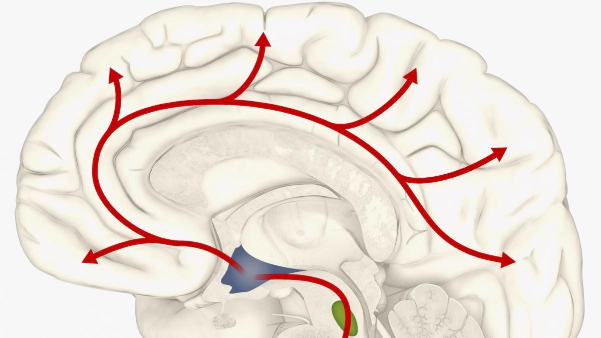 la ce foloseste punctul albastru din creier are un rol mai important decat s a stiut vreodata spun cercetatorii