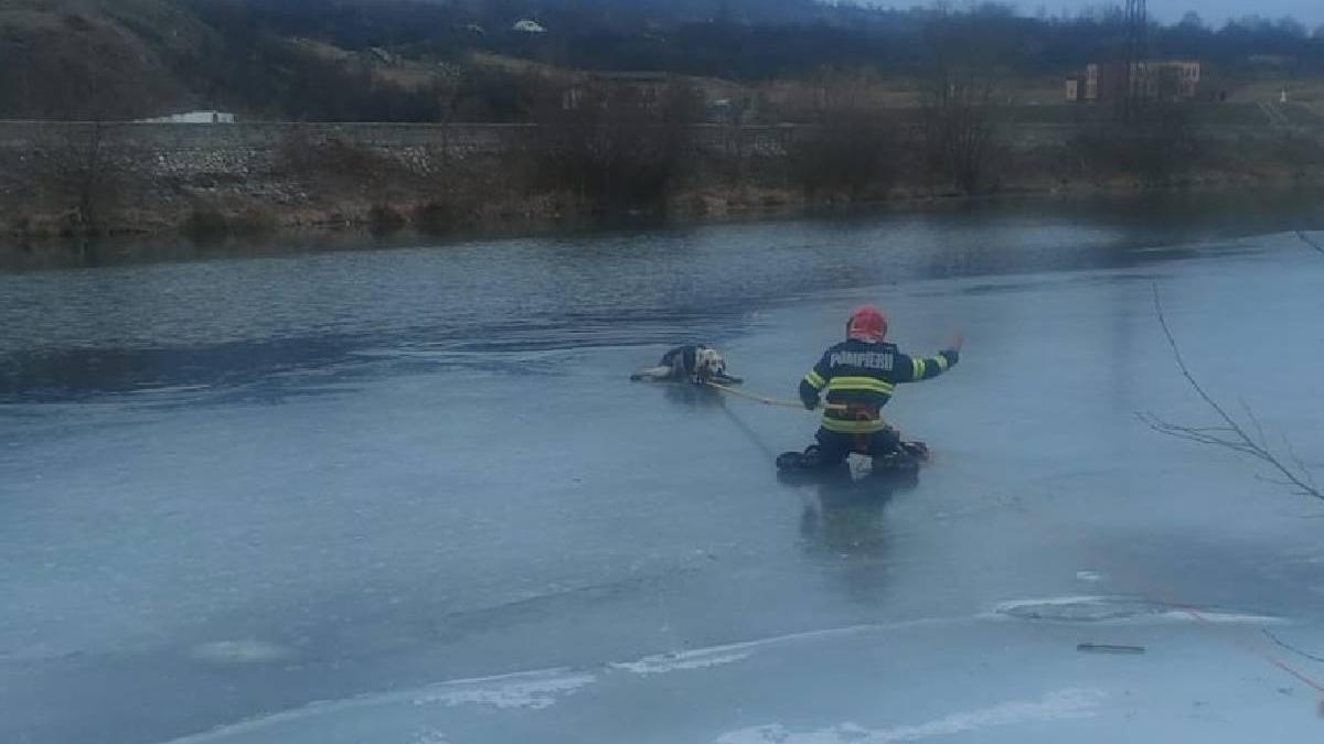 un catel a fost salvat de pompieri din apele inghetate ale jiului stratul de gheata putea ceda in orice moment un catel a fost salvat de pompieri din apele inghetate ale jiului stratul de gheata putea ceda in orice moment