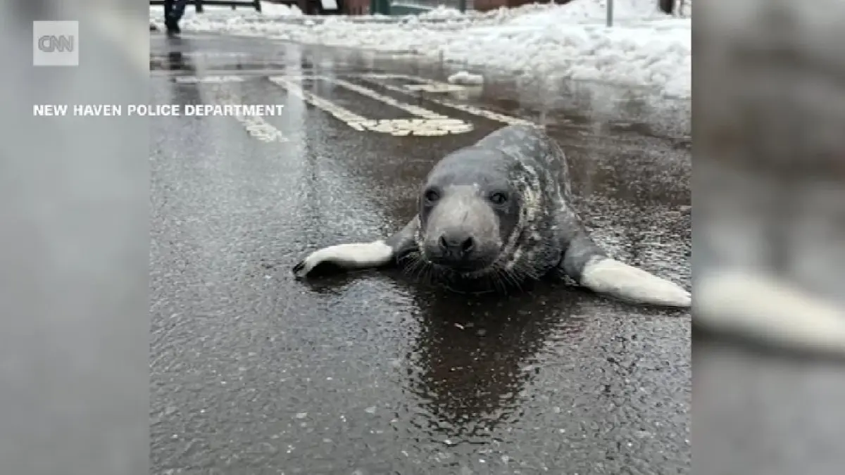 un pui de foca a fost gasit ratacind pe o strada din connecticut imaginile au devenit virale